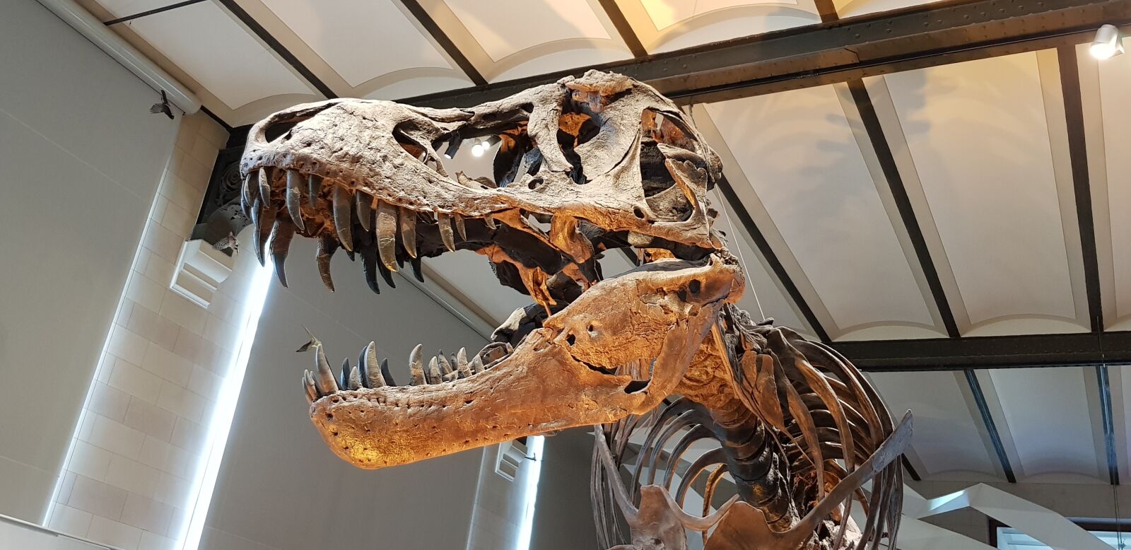 Samsung Galaxy S8 sample photo. Dinosaur, skeleton, rex photography