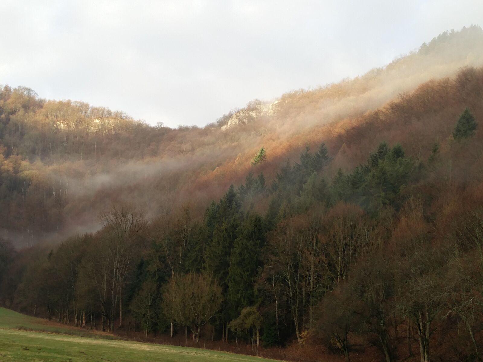 OnePlus 2 sample photo. Autumn, fog, forest photography