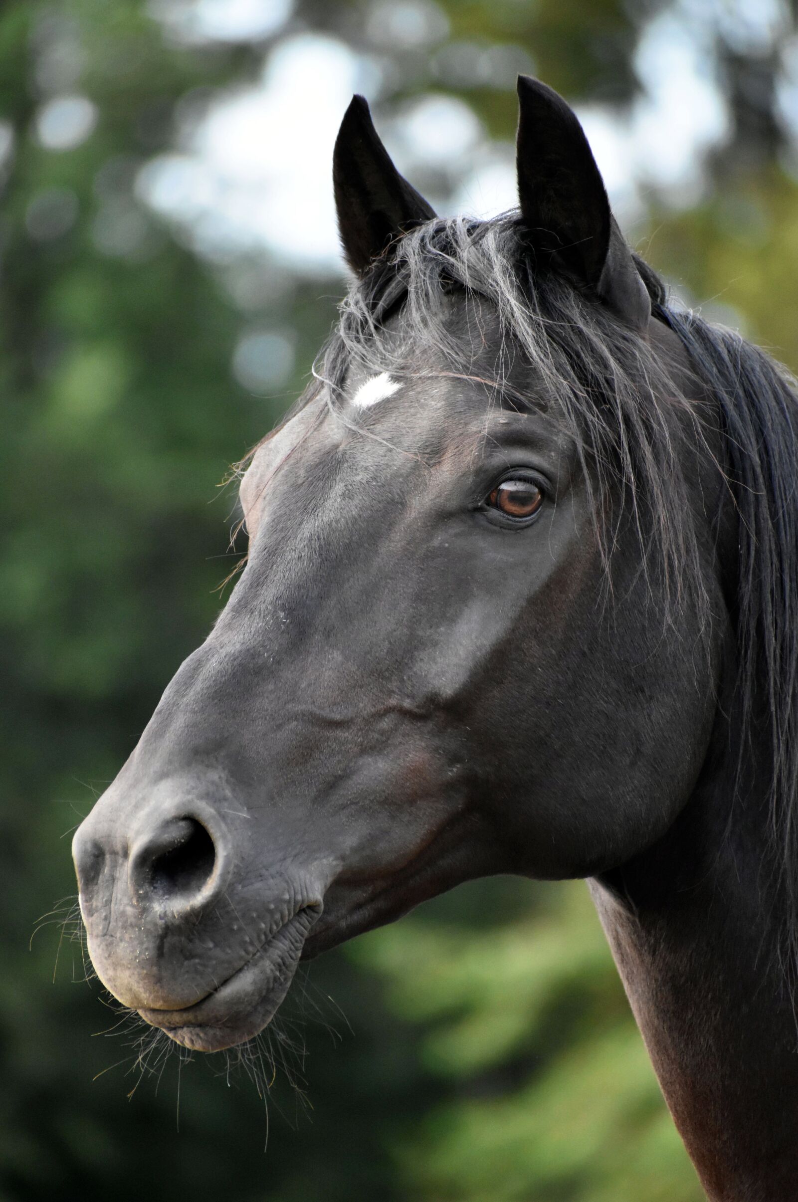 Nikon D3500 sample photo. Rap, horse, horse head photography