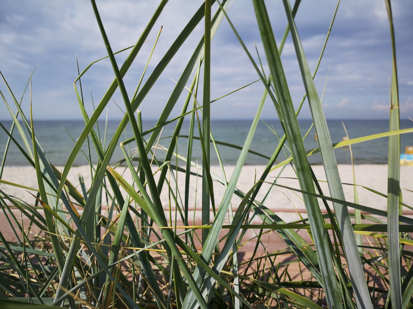 HUAWEI CLT-L29 sample photo. Grass, seaside, sea photography