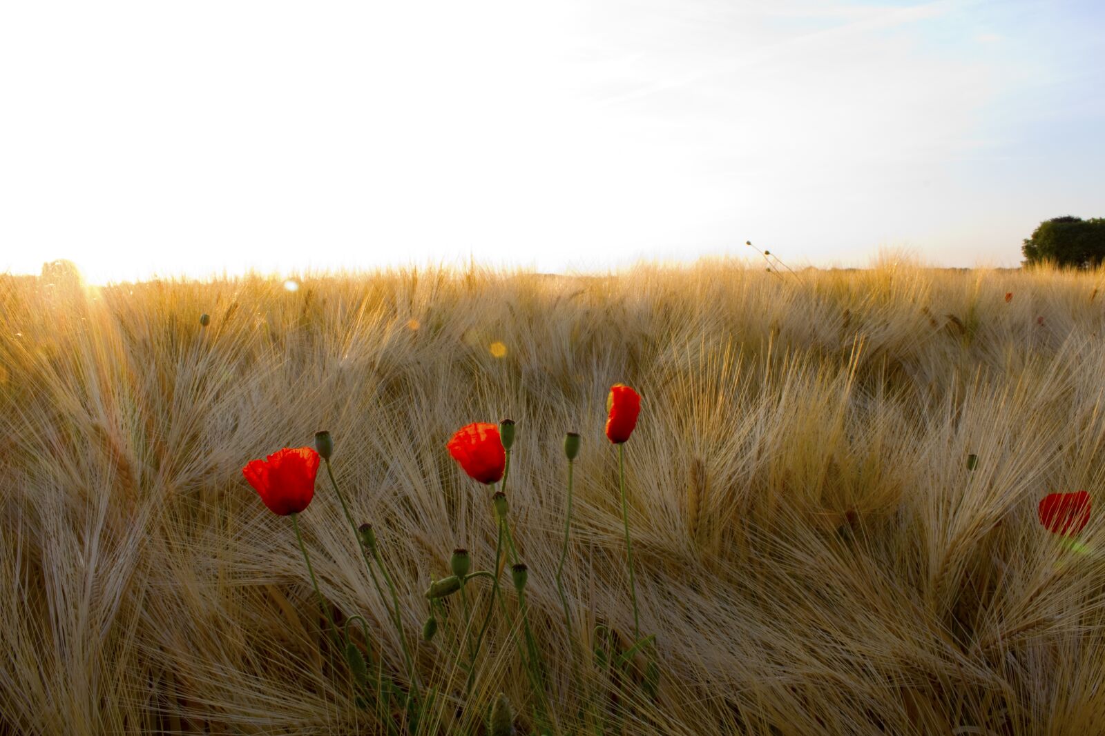 Canon EOS 1300D (EOS Rebel T6 / EOS Kiss X80) sample photo. Grain, klatschmohn, sunrise photography