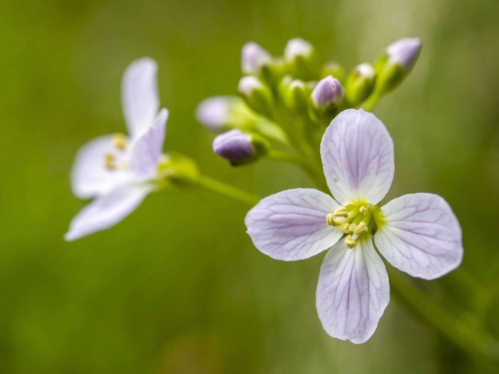 Olympus E-3 sample photo. Smock, flower, blossom photography