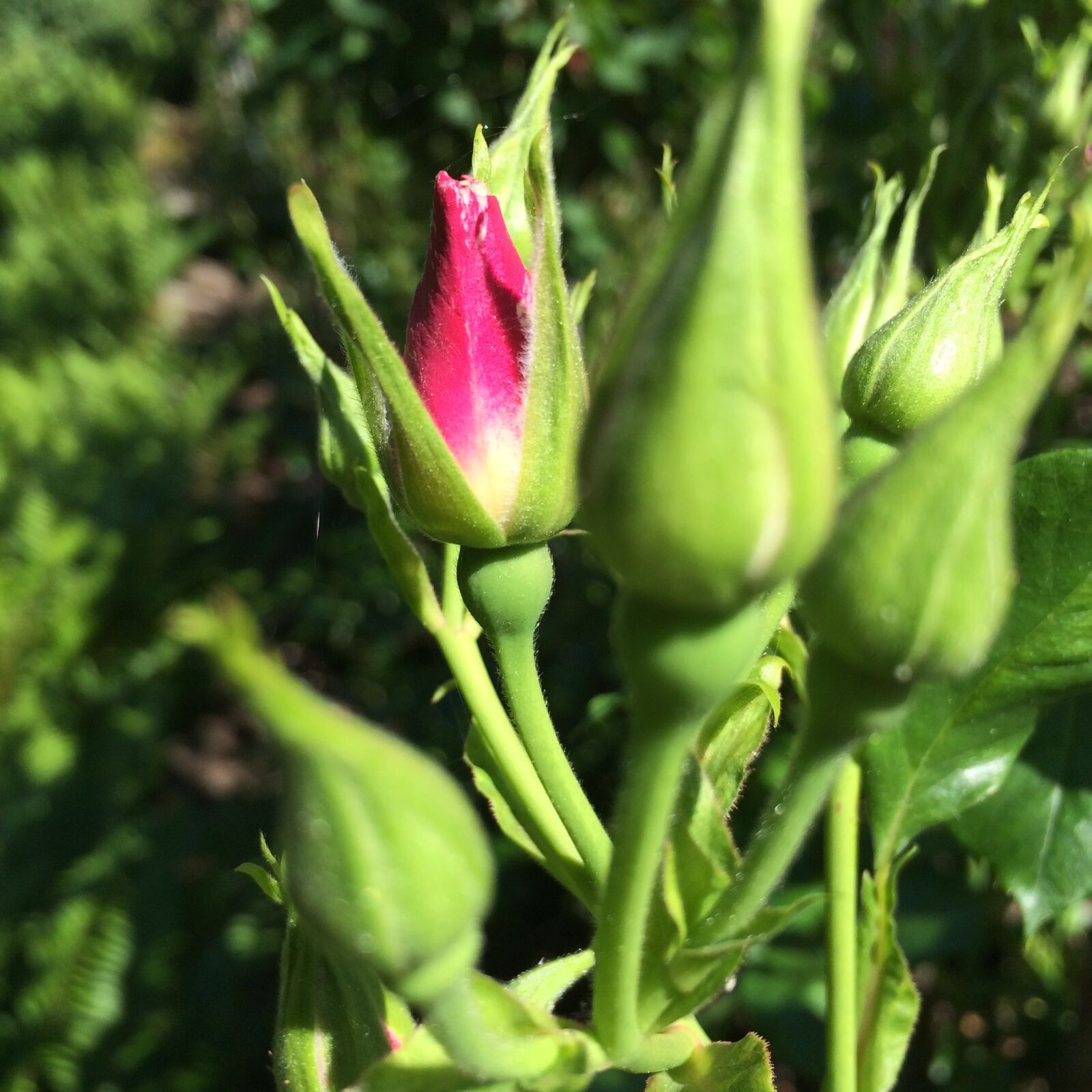 iPhone 5s back camera 4.15mm f/2.2 sample photo. Bud, rose, rose, bud photography