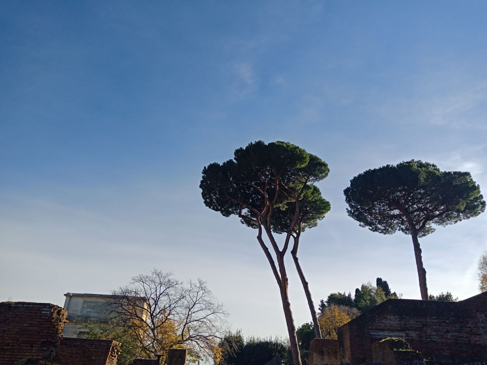 OPPO F5 6GB sample photo. Trees, roma, sky photography