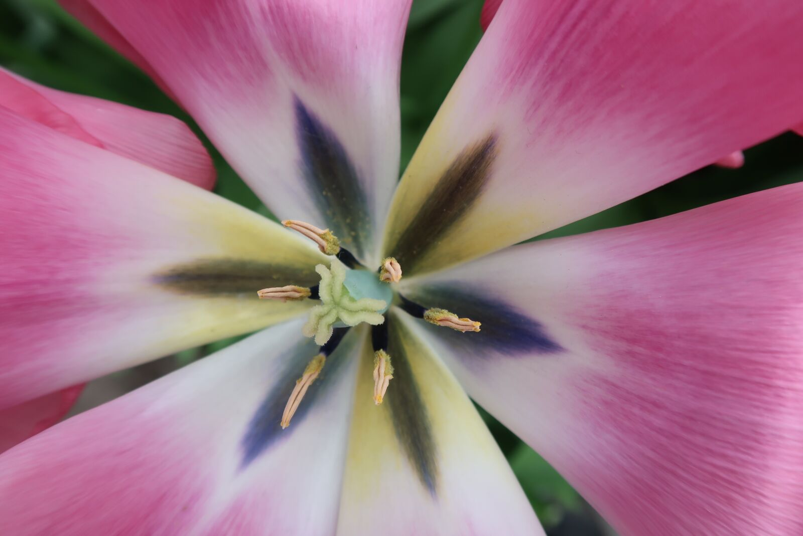 Canon PowerShot G7 X Mark II sample photo. Pestle, stamens, pink photography