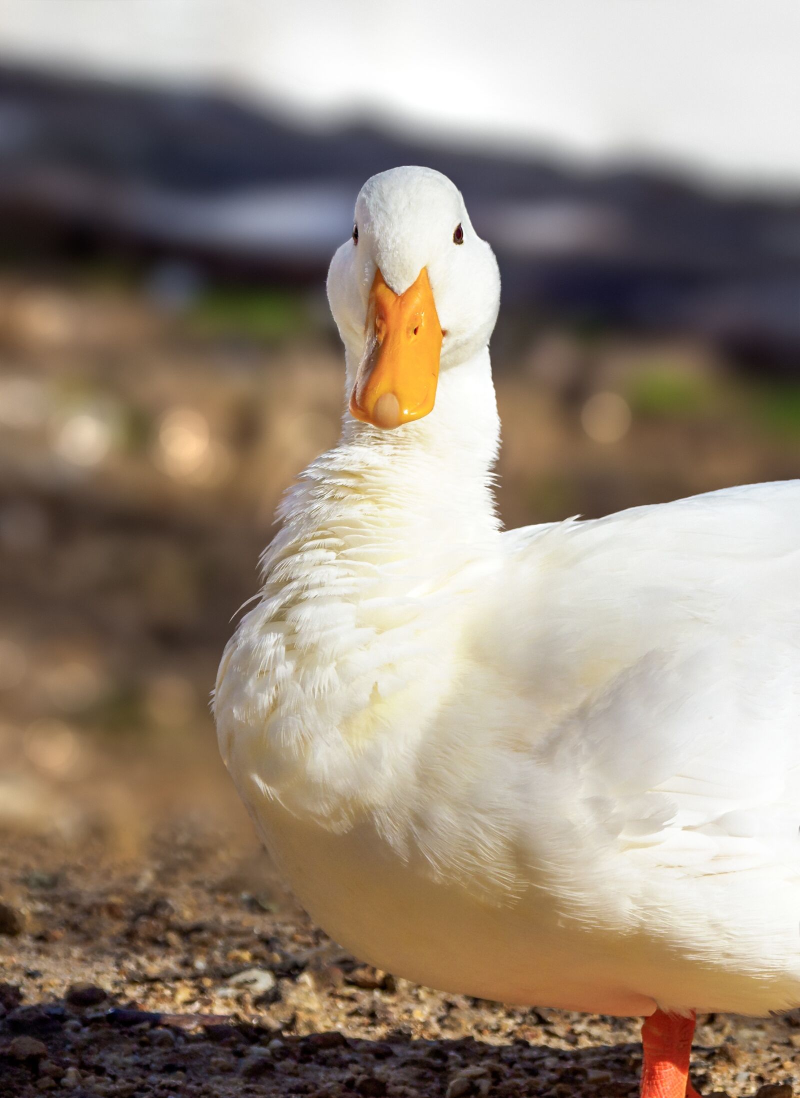 Olympus M.Zuiko Digital ED 12-100mm F4.0 IS Pro sample photo. White pekin duck, long photography