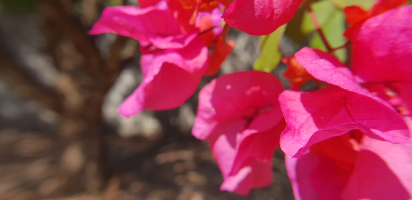 Samsung Galaxy S9+ sample photo. Bougainvilia, red flowers, nature photography