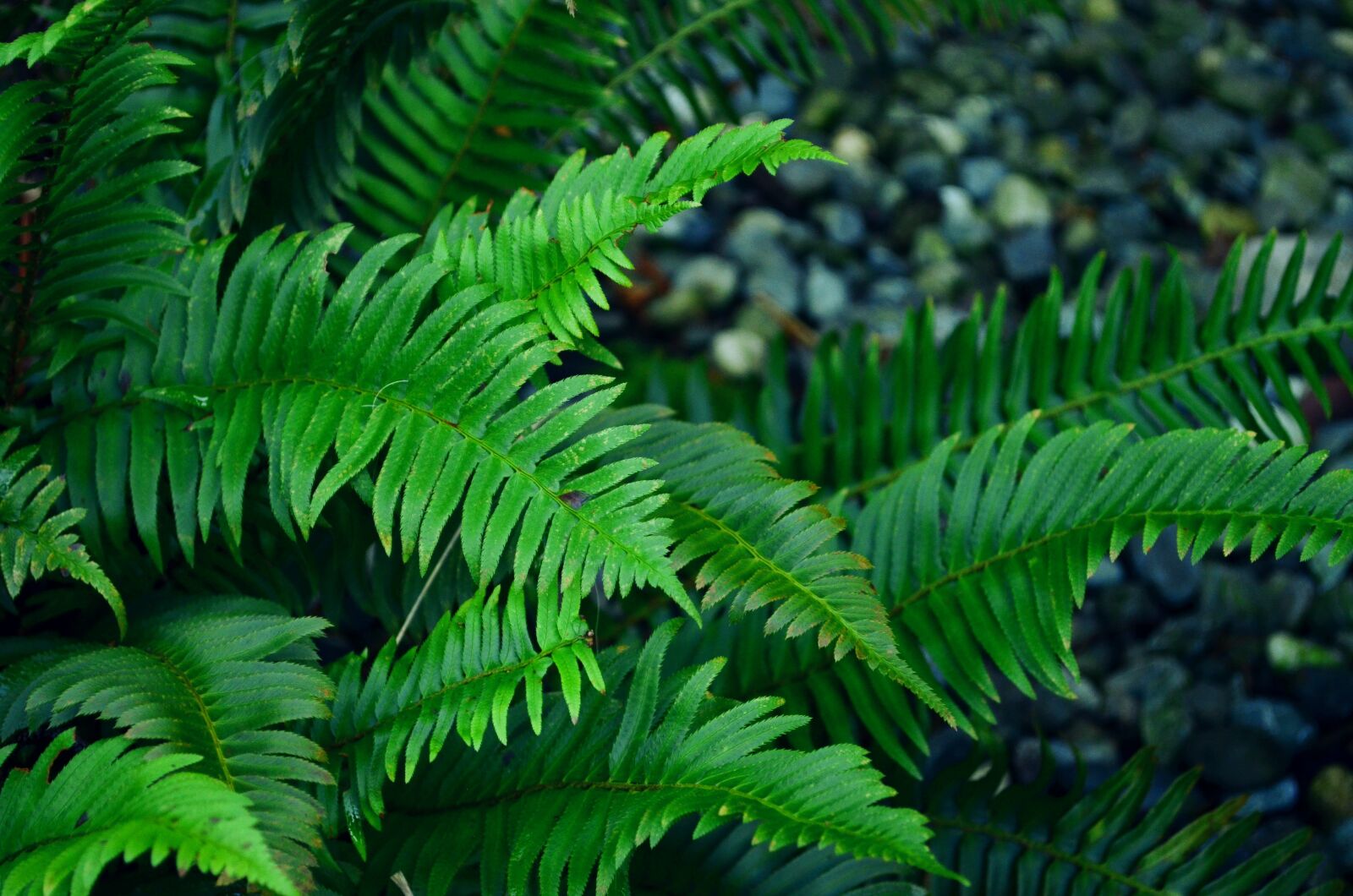 Nikon D5100 sample photo. Ferns, rocks, plants photography