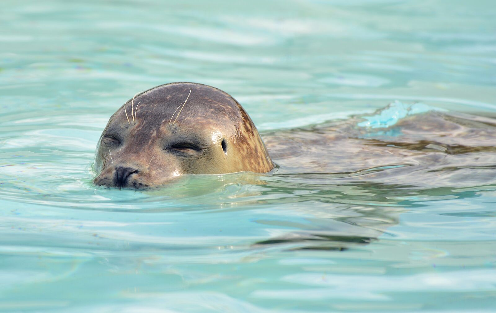 Nikon D5200 sample photo. Seal, zoo, water photography