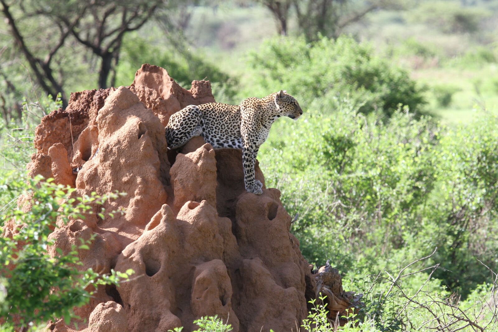 Canon EOS 7D sample photo. Leopard, samburu, bigfive photography