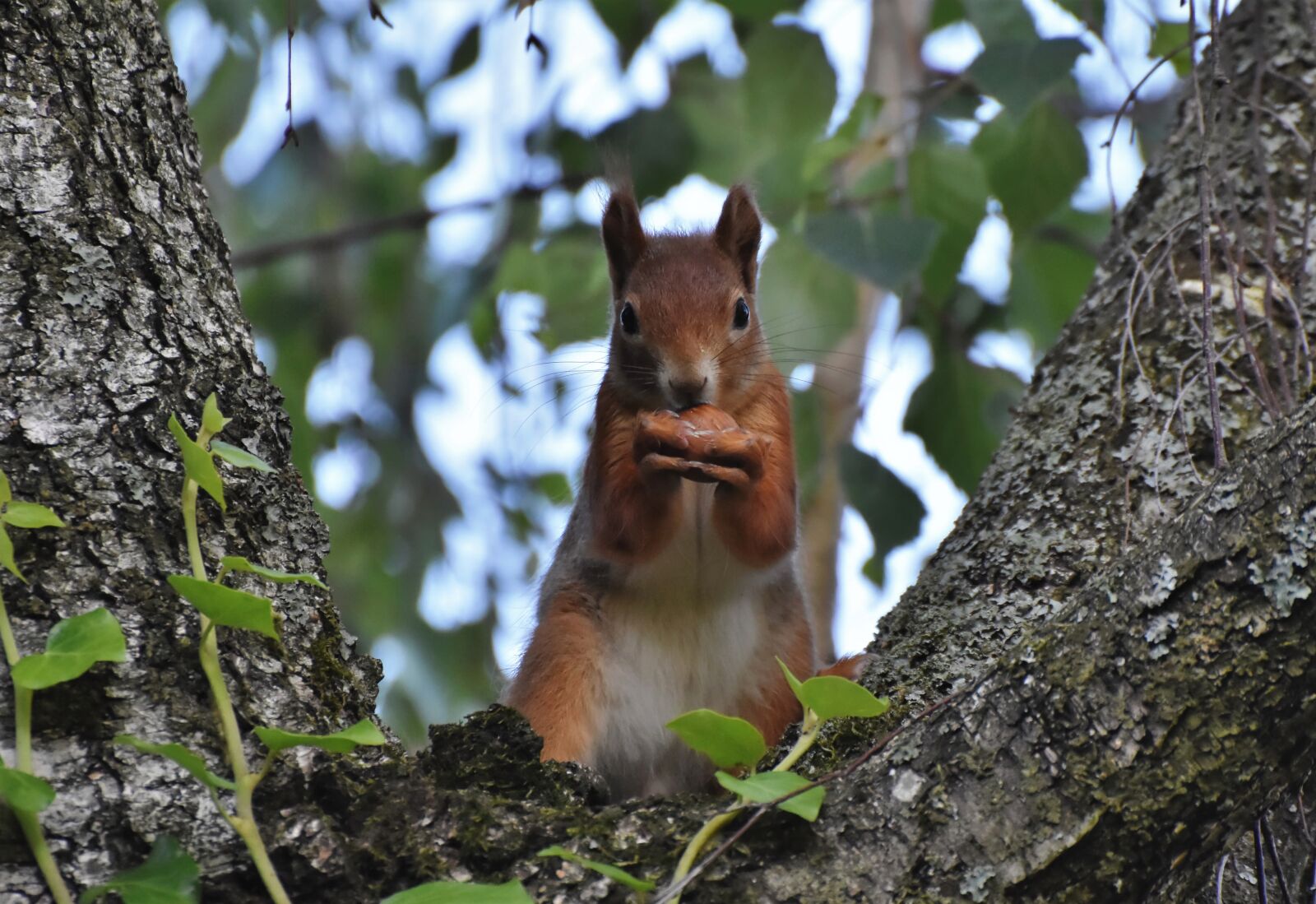 Nikon D7200 sample photo. Squirrel, verifiable kitten, rodent photography