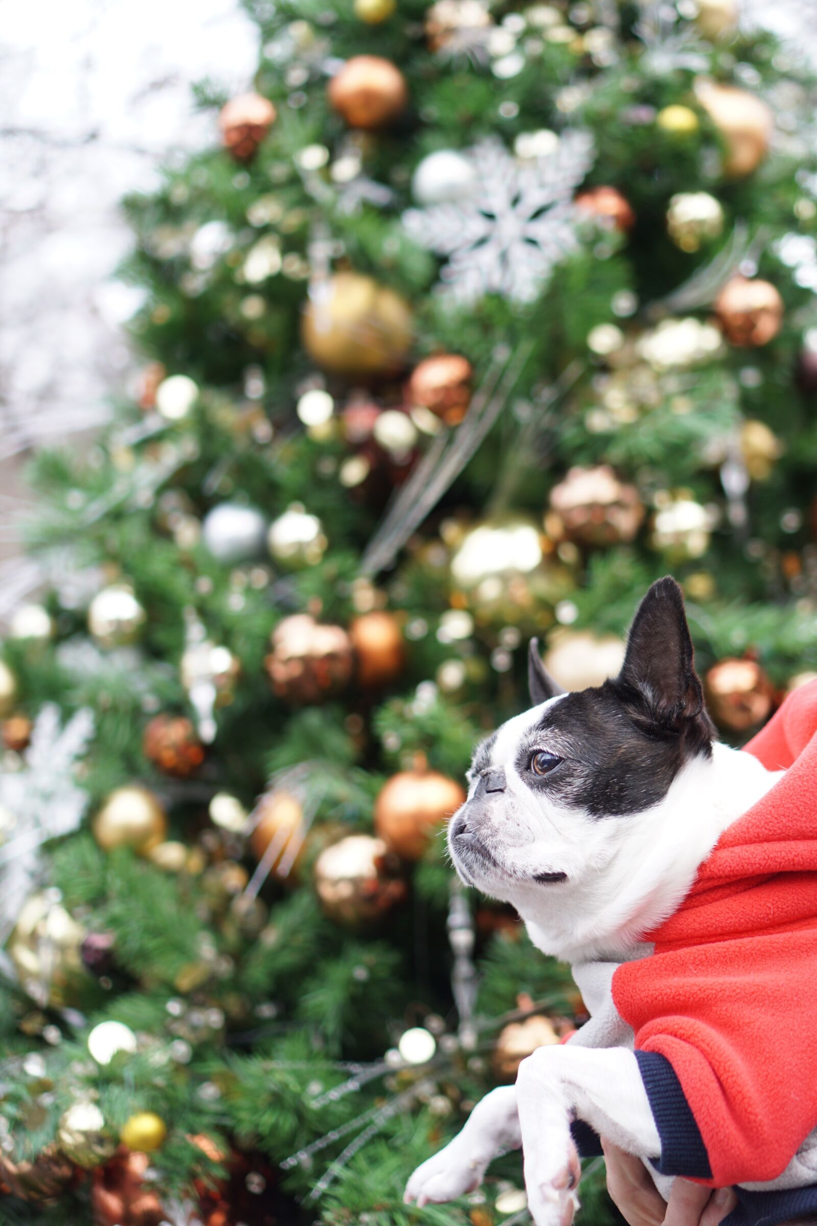 Sony E 35mm F1.8 OSS sample photo. Boston terrier, pet, dog photography
