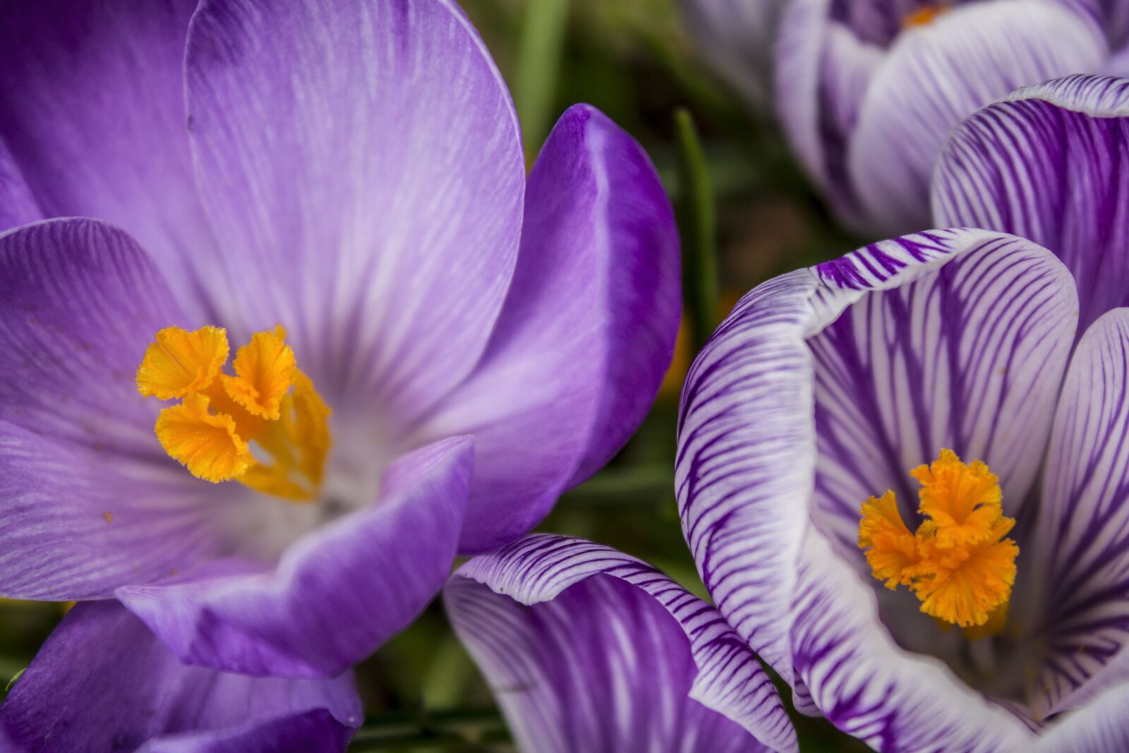 Canon EOS 1200D (EOS Rebel T5 / EOS Kiss X70 / EOS Hi) sample photo. Flowers, crocus, purple photography