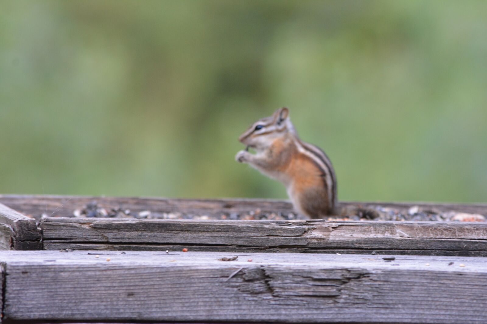 Nikon D5200 sample photo. Chipmunk, nature, cute photography