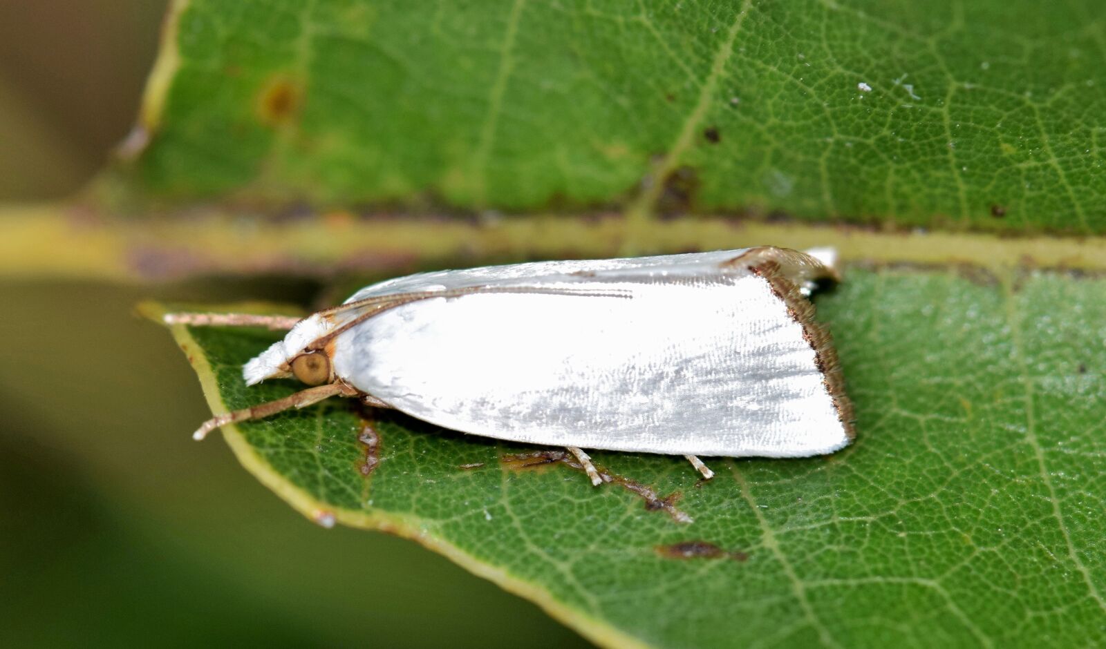 Nikon D5300 sample photo. Moth, urola moth, snowy photography