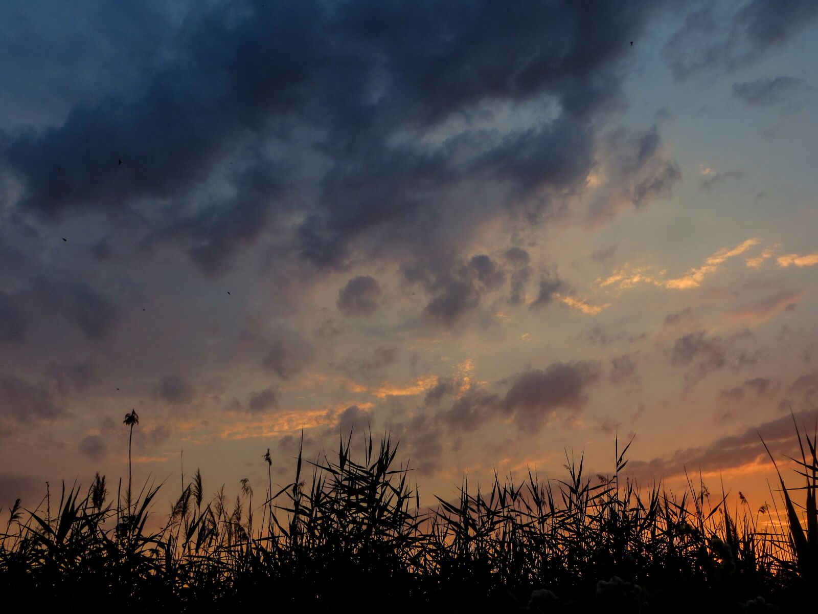 Canon PowerShot SX240 HS sample photo. Sunset, reed, sky photography