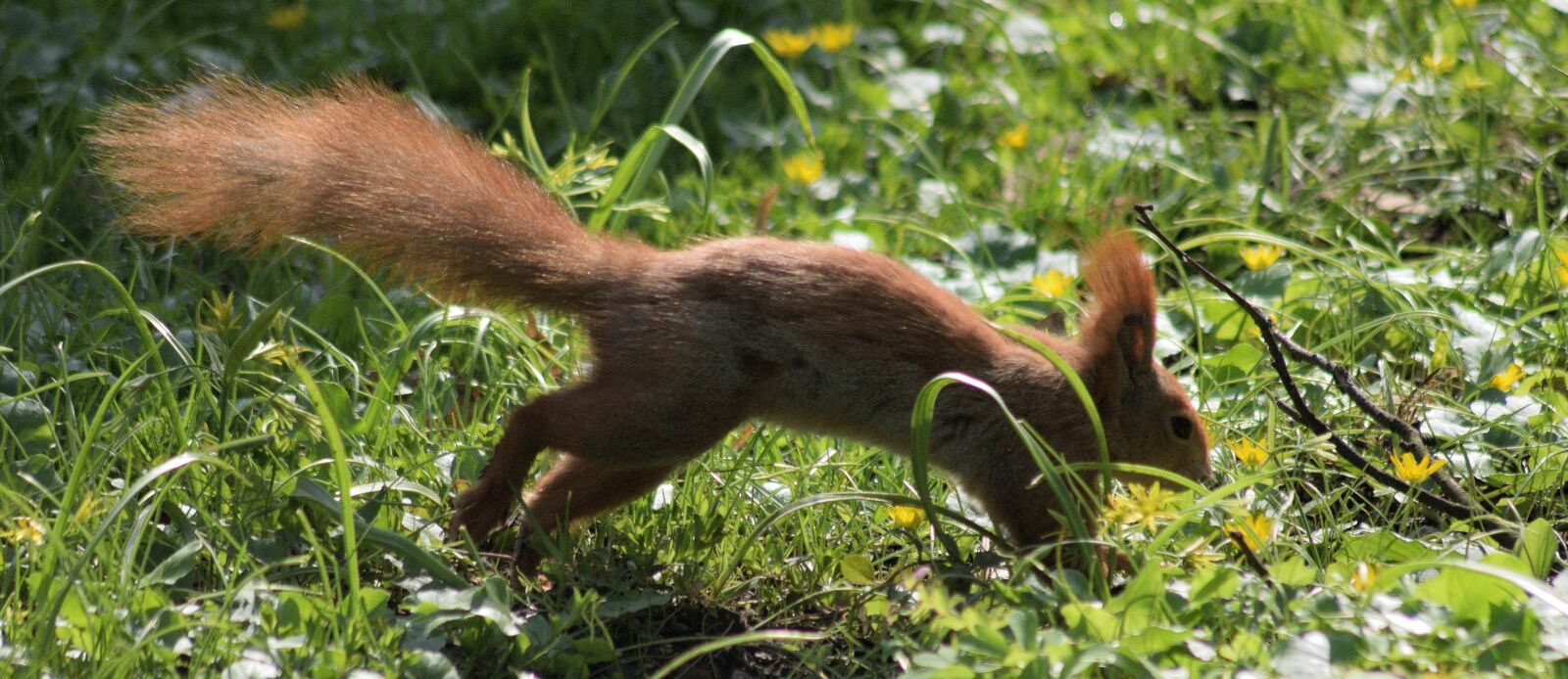 Nikon D3300 sample photo. The squirrel, spring photography