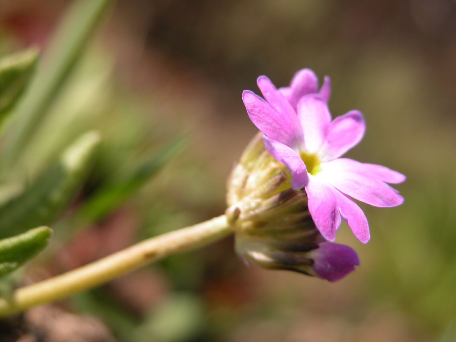 Nikon E5700 sample photo. Purple, spring, flower photography