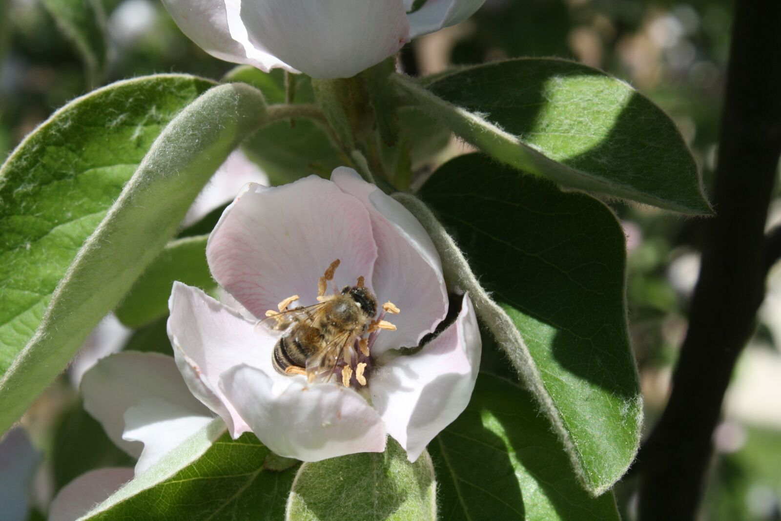Canon EOS 1000D (EOS Digital Rebel XS / EOS Kiss F) sample photo. Bee, quince, blossom photography