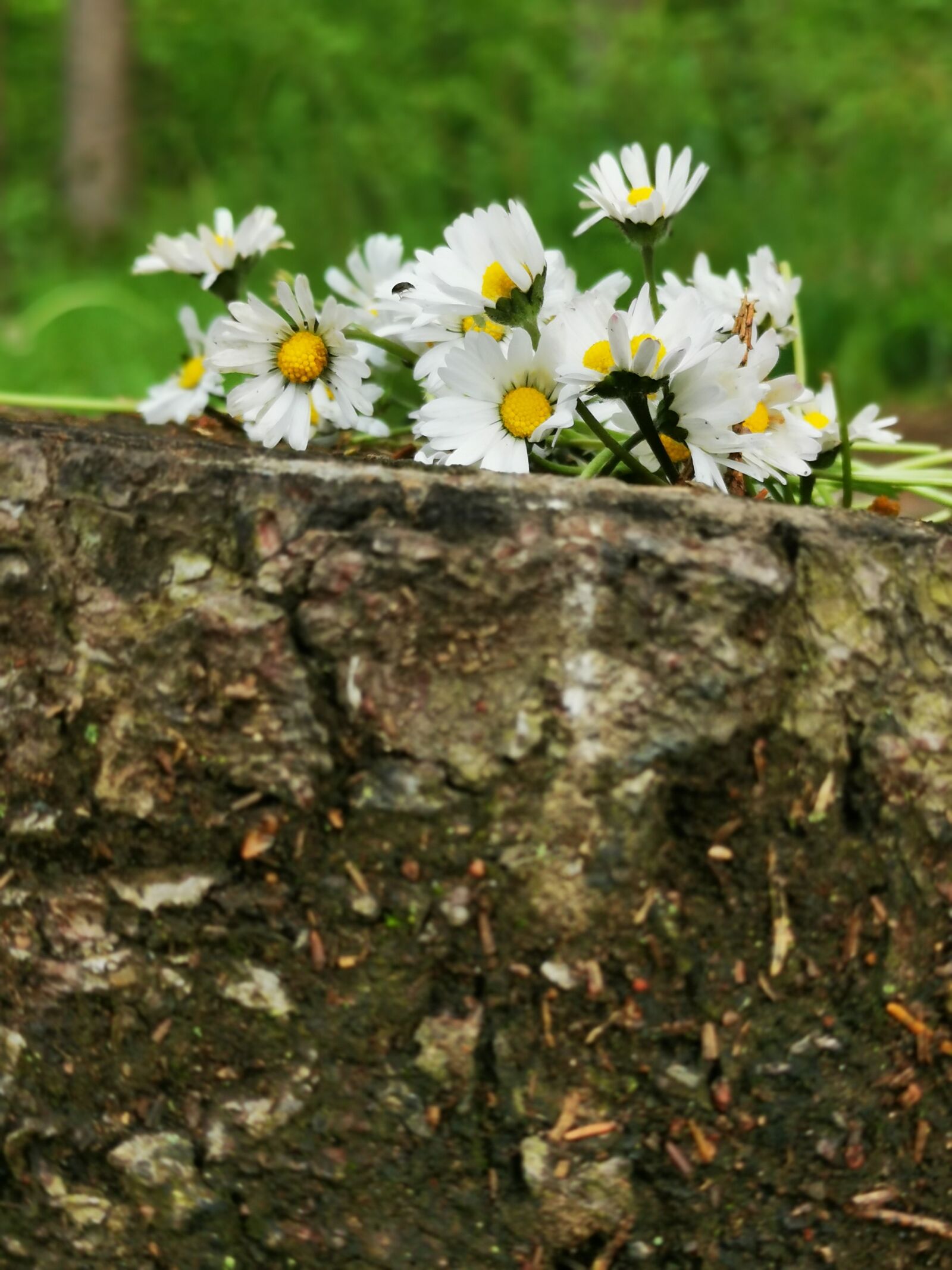 HUAWEI P30 sample photo. Daisy, wildlife, nature photography