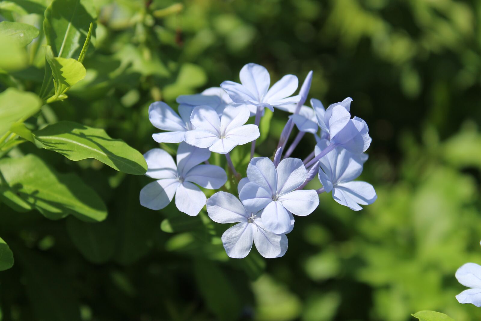 Canon EOS 1100D (EOS Rebel T3 / EOS Kiss X50) sample photo. Blue, blue flower, flower photography