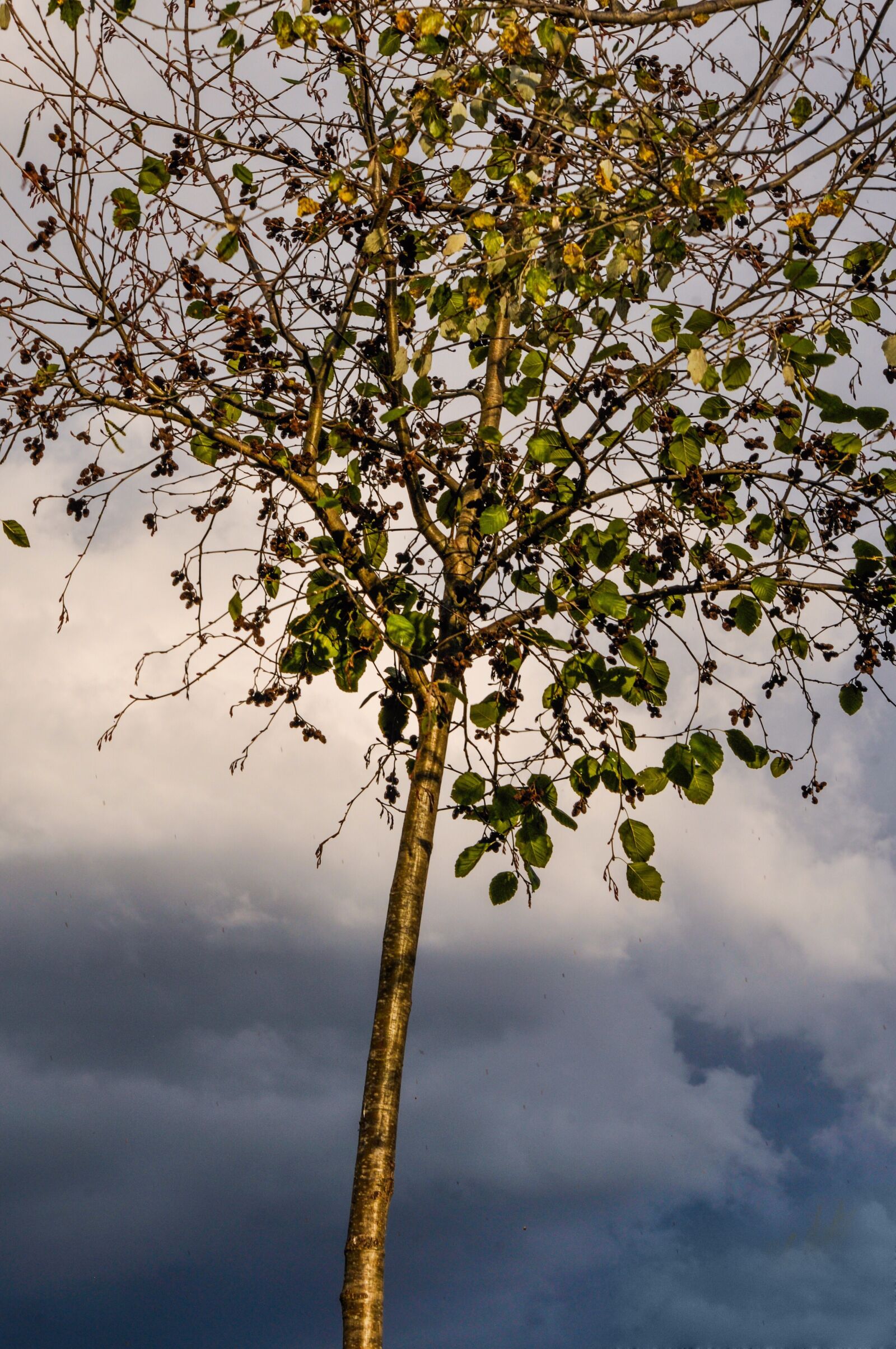 Nikon D90 sample photo. Tree, leaves, clouds photography