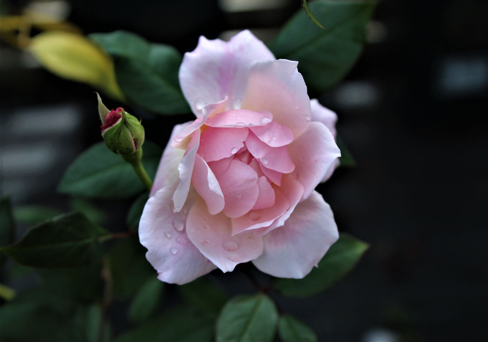 Canon EOS 4000D (EOS Rebel T100 / EOS 3000D) sample photo. Rose, plant, bloom photography