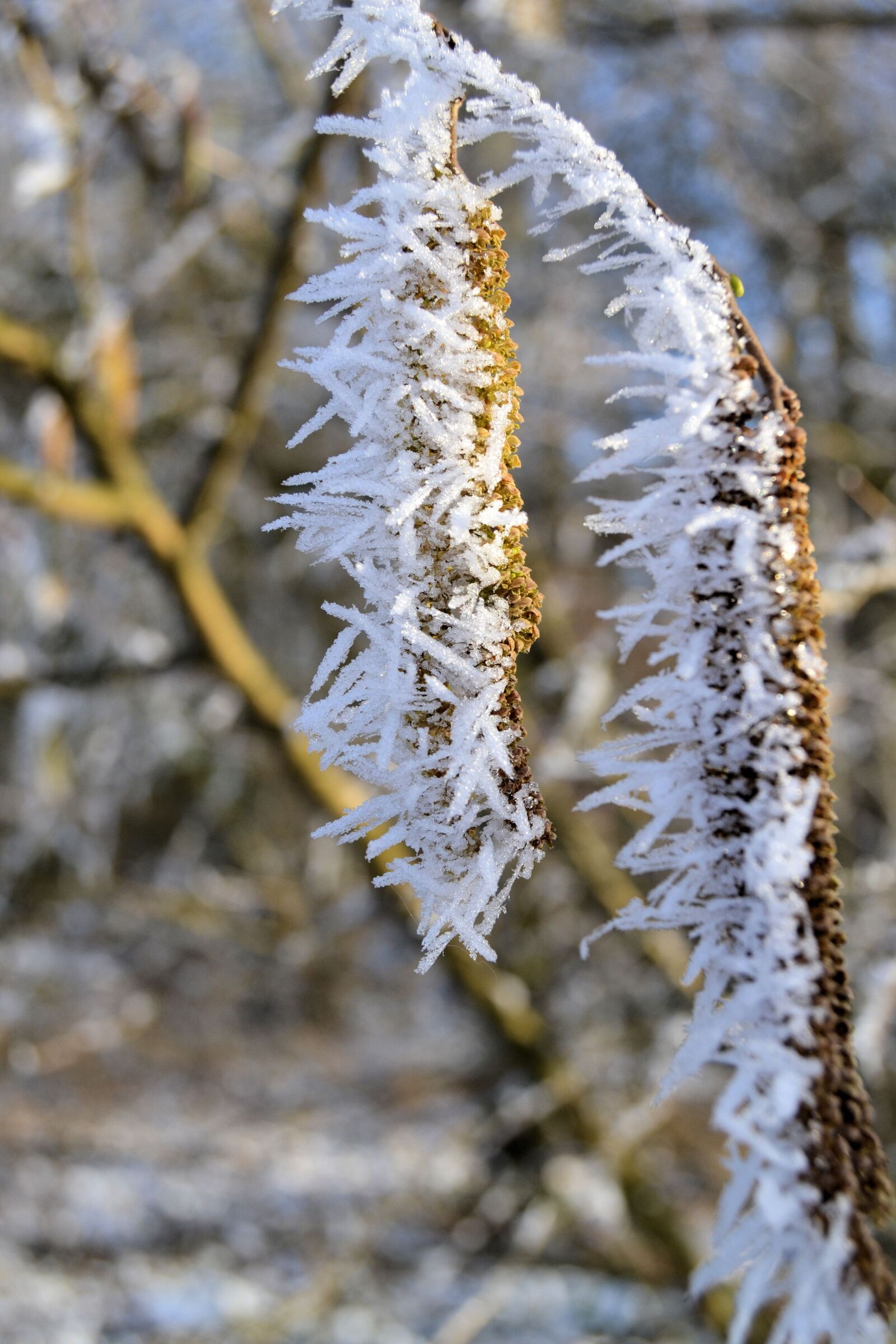 Nikon D3100 sample photo. Branch, plant, winter photography