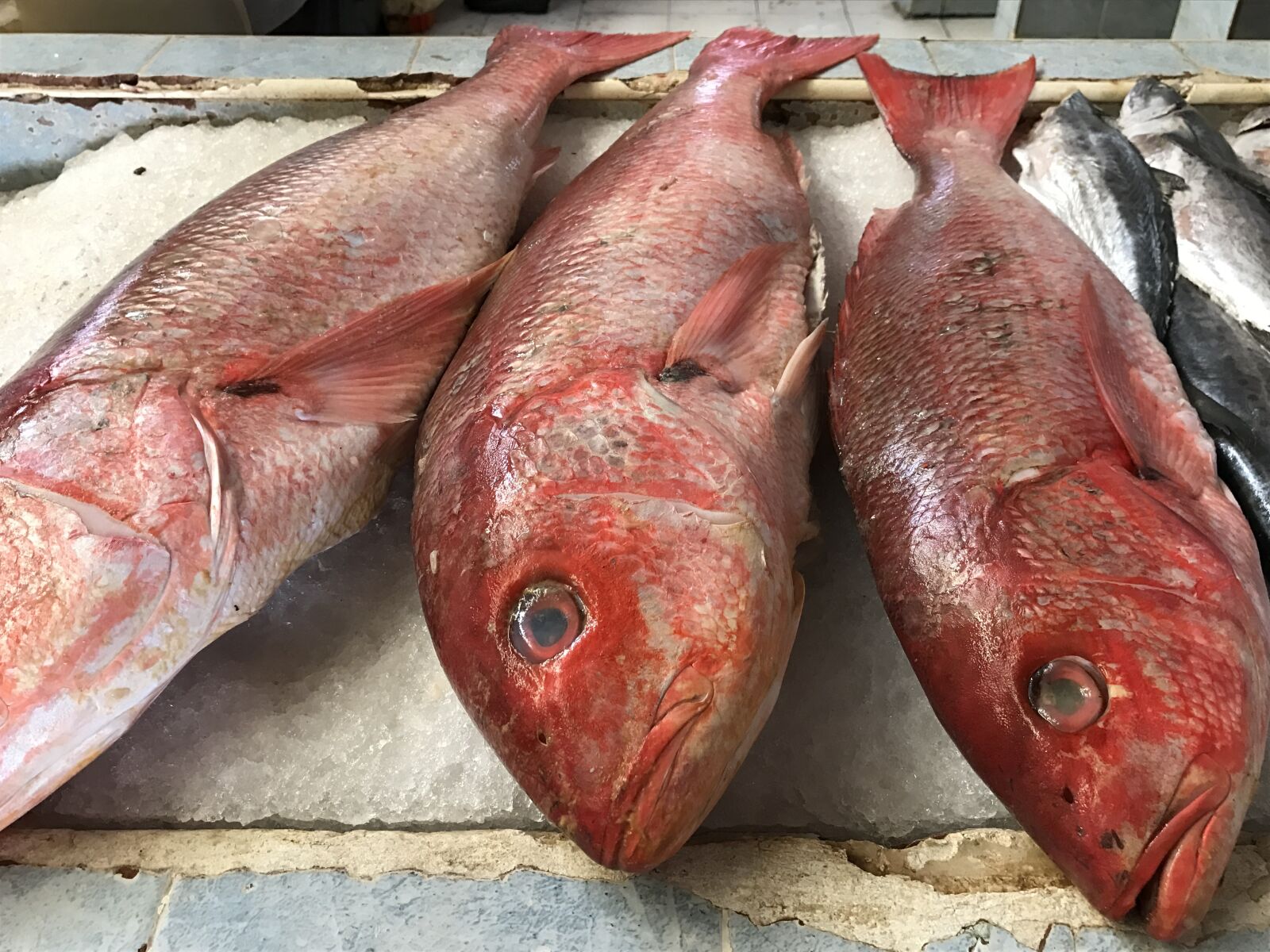 Apple iPhone 7 sample photo. Fish, red fish, fresh photography