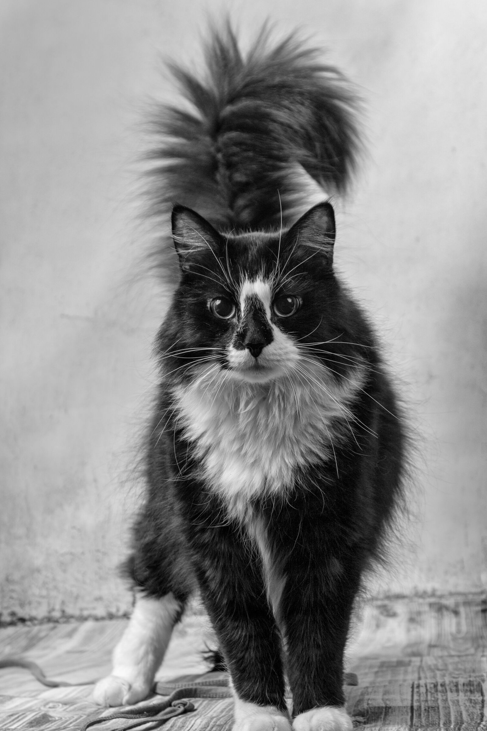 Canon EOS 6D + Canon EF 24-105mm F4L IS USM sample photo. Cat, katze, animal photography