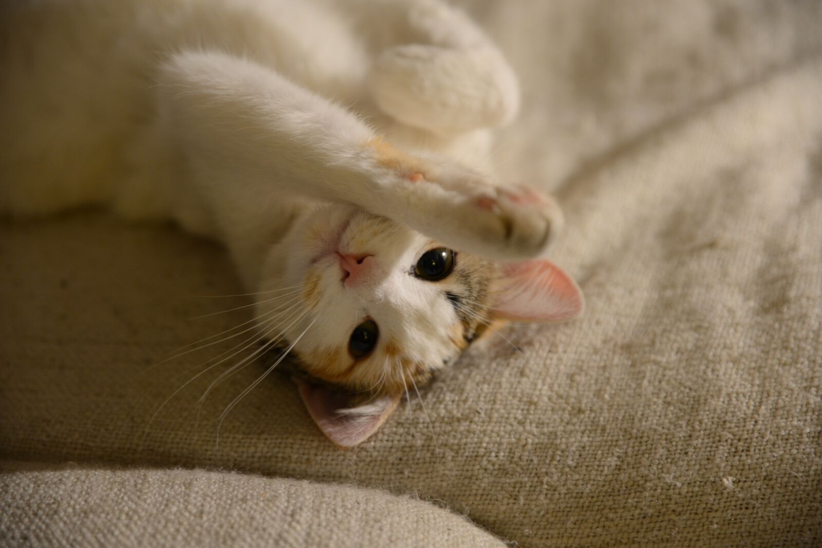 Nikon D600 sample photo. Cat, beautiful, cat eyes photography