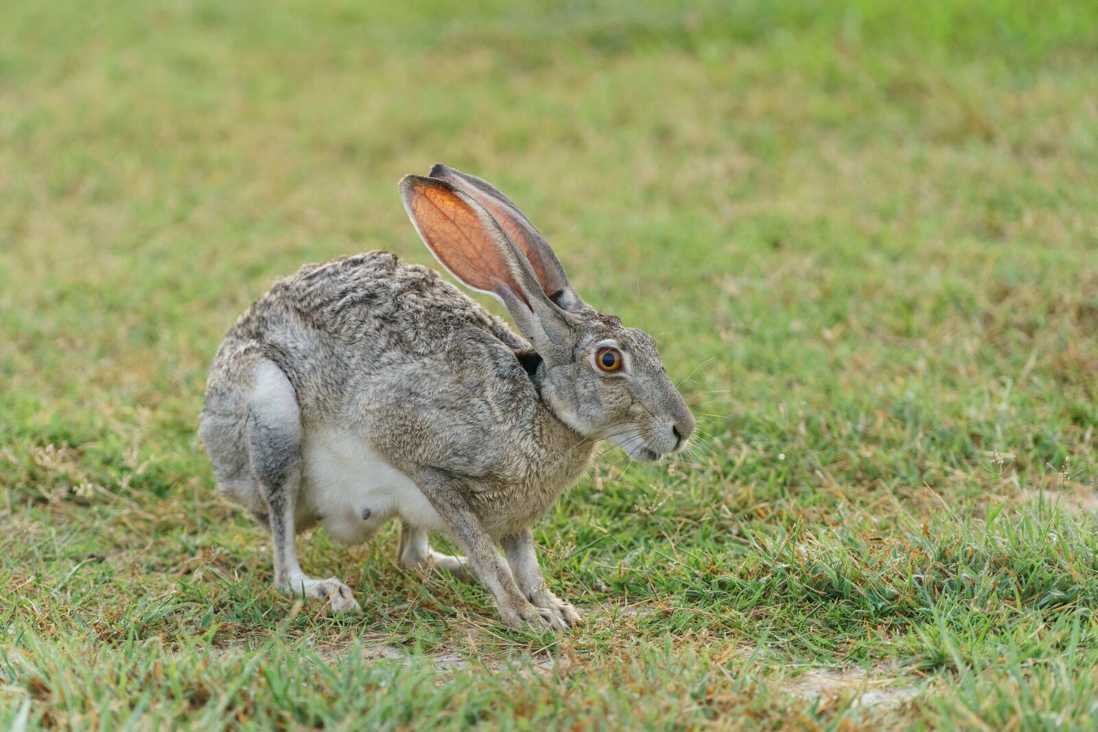 Sony a7 II + Sony FE 70-200mm F4 G OSS sample photo. Animal, cute, field photography