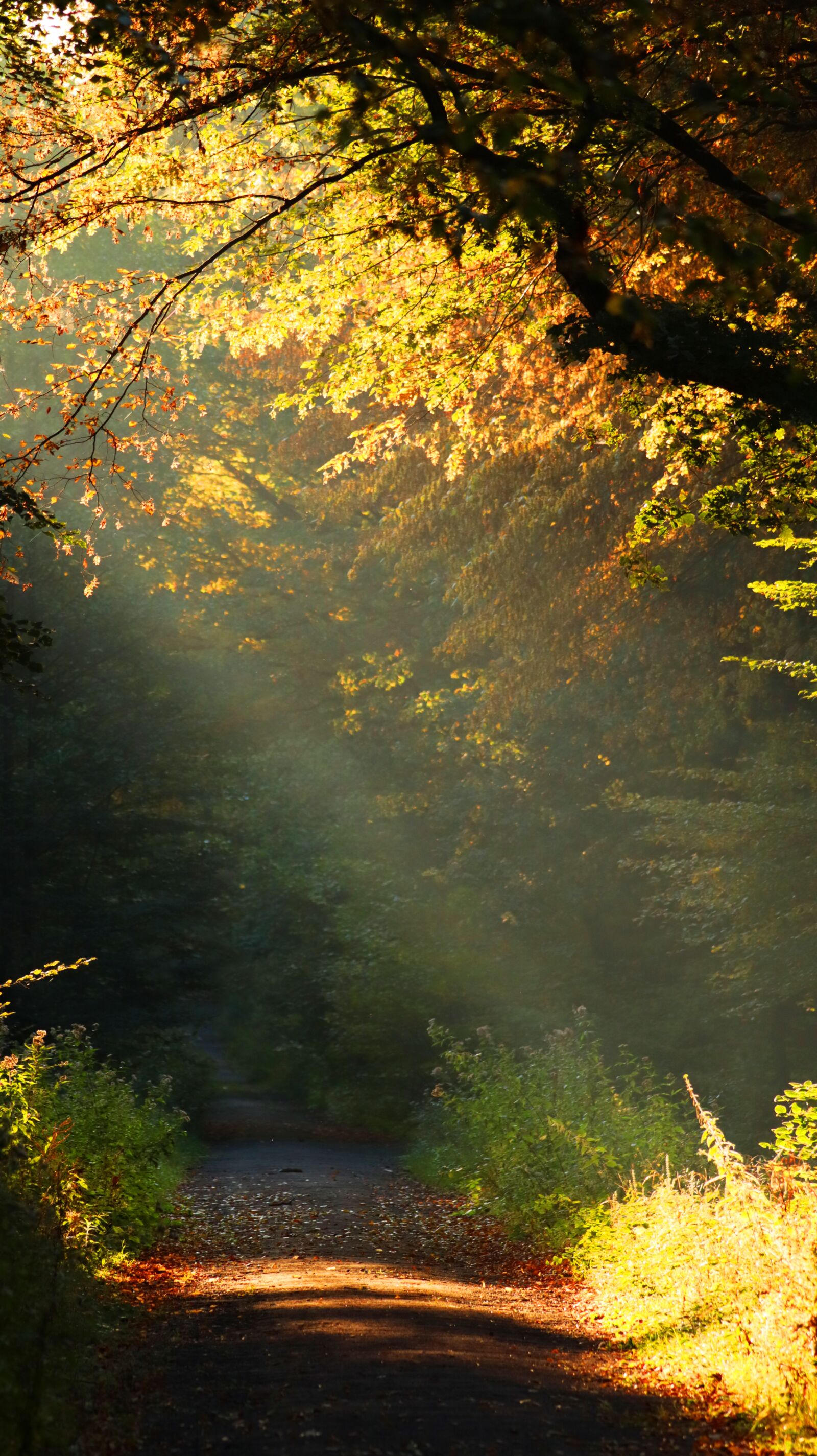 150-600mm F5-6.3 DG OS HSM | Contemporary 015 sample photo. Nature, flora, late summer photography