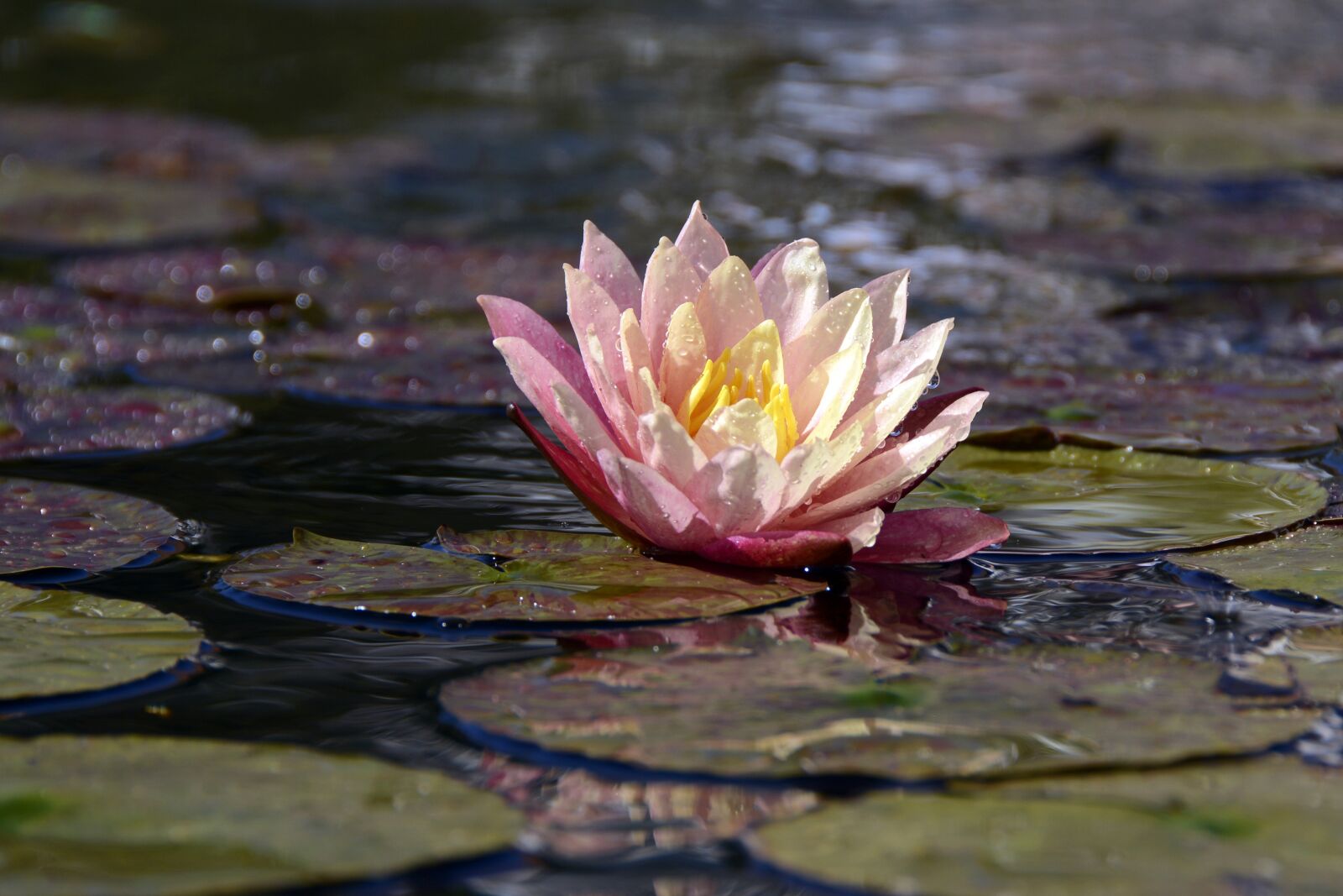 Nikon D7100 sample photo. Water lily, aquatic plant photography