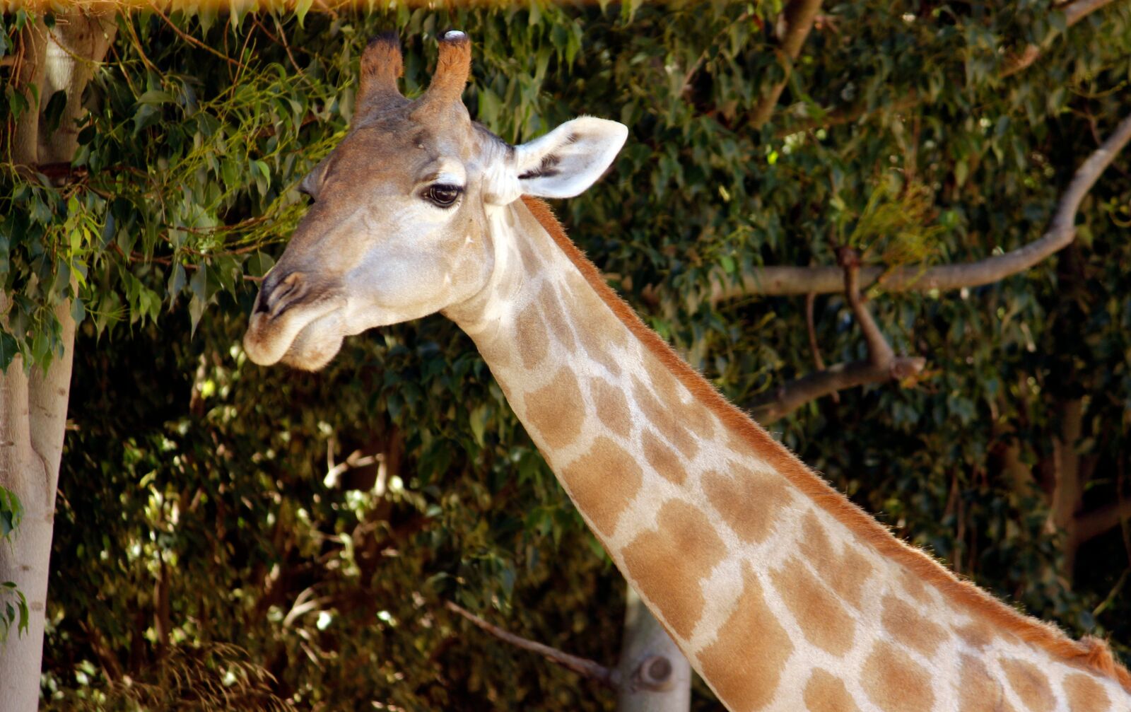 Canon EOS 600D (Rebel EOS T3i / EOS Kiss X5) sample photo. Giraffe, animal, safari photography