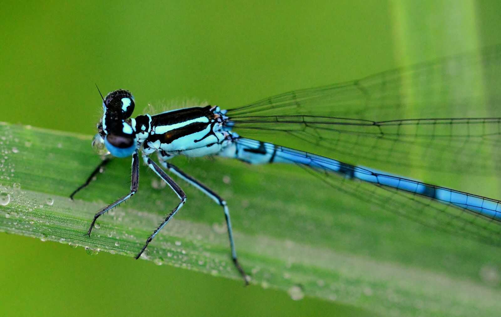 Nikon D5200 sample photo. Dragonfly, dewdrop, drink photography