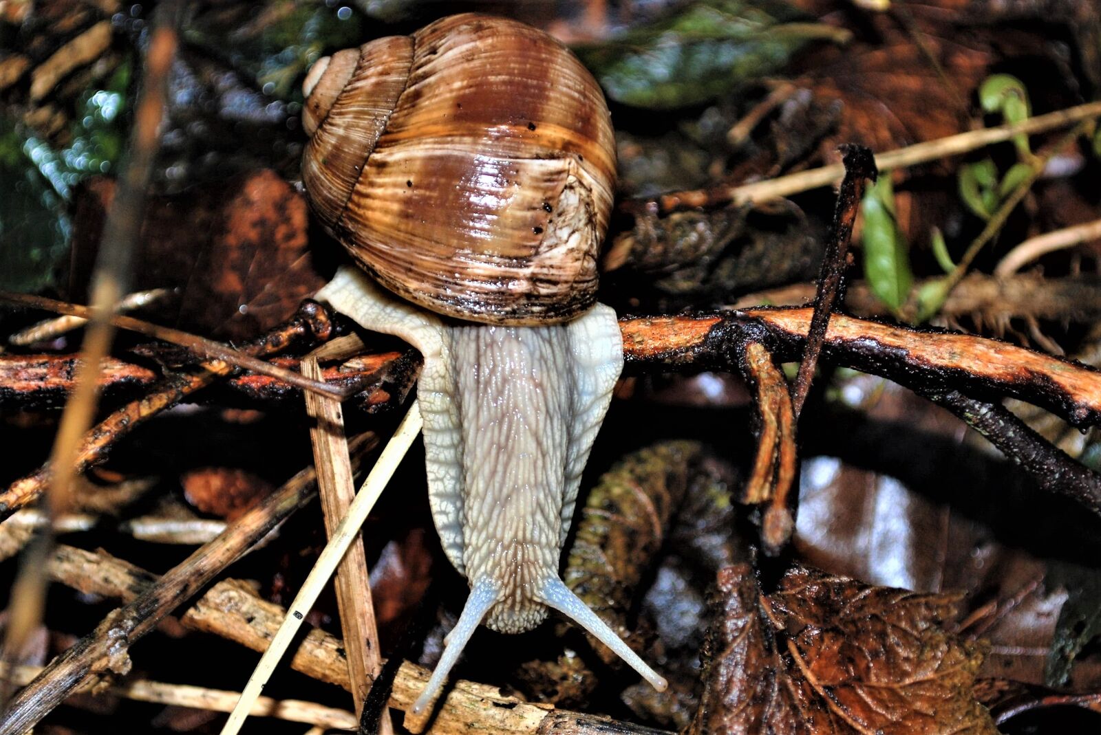 Nikon D80 sample photo. Helix pomatia, snail, probe photography