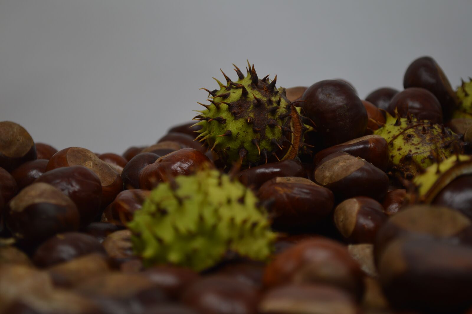 Nikon D3200 sample photo. Conker, conkers, horse chestnut photography