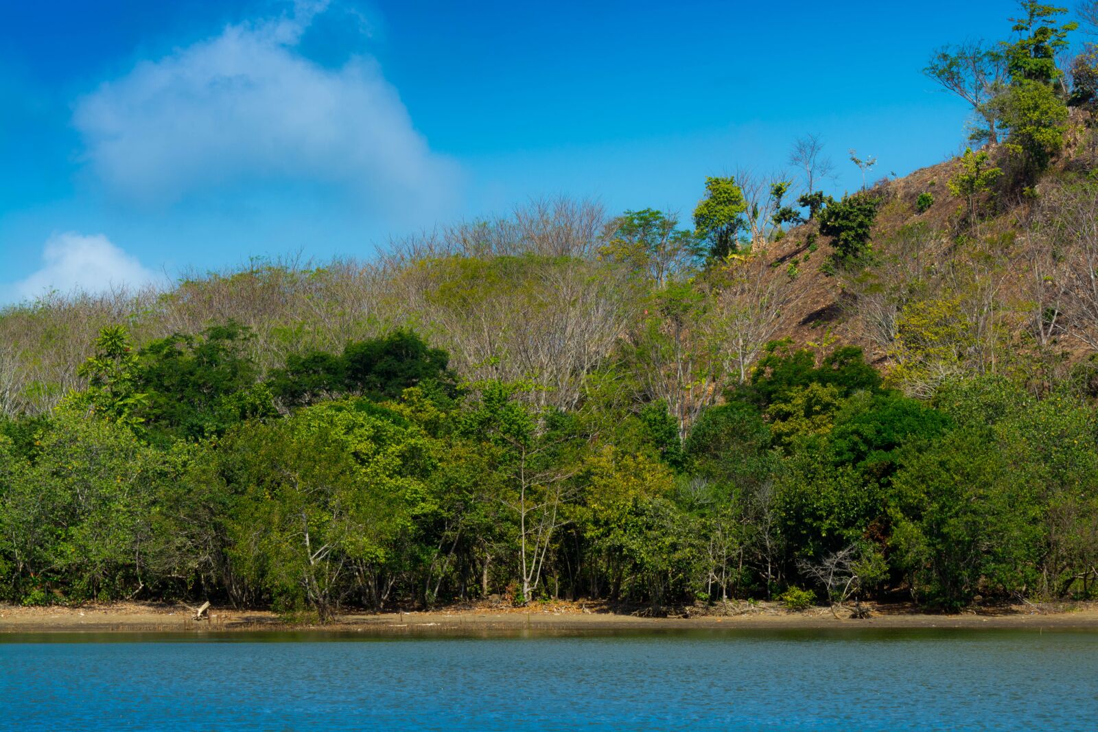 Nikon D5200 sample photo. Lake, trees, tree photography