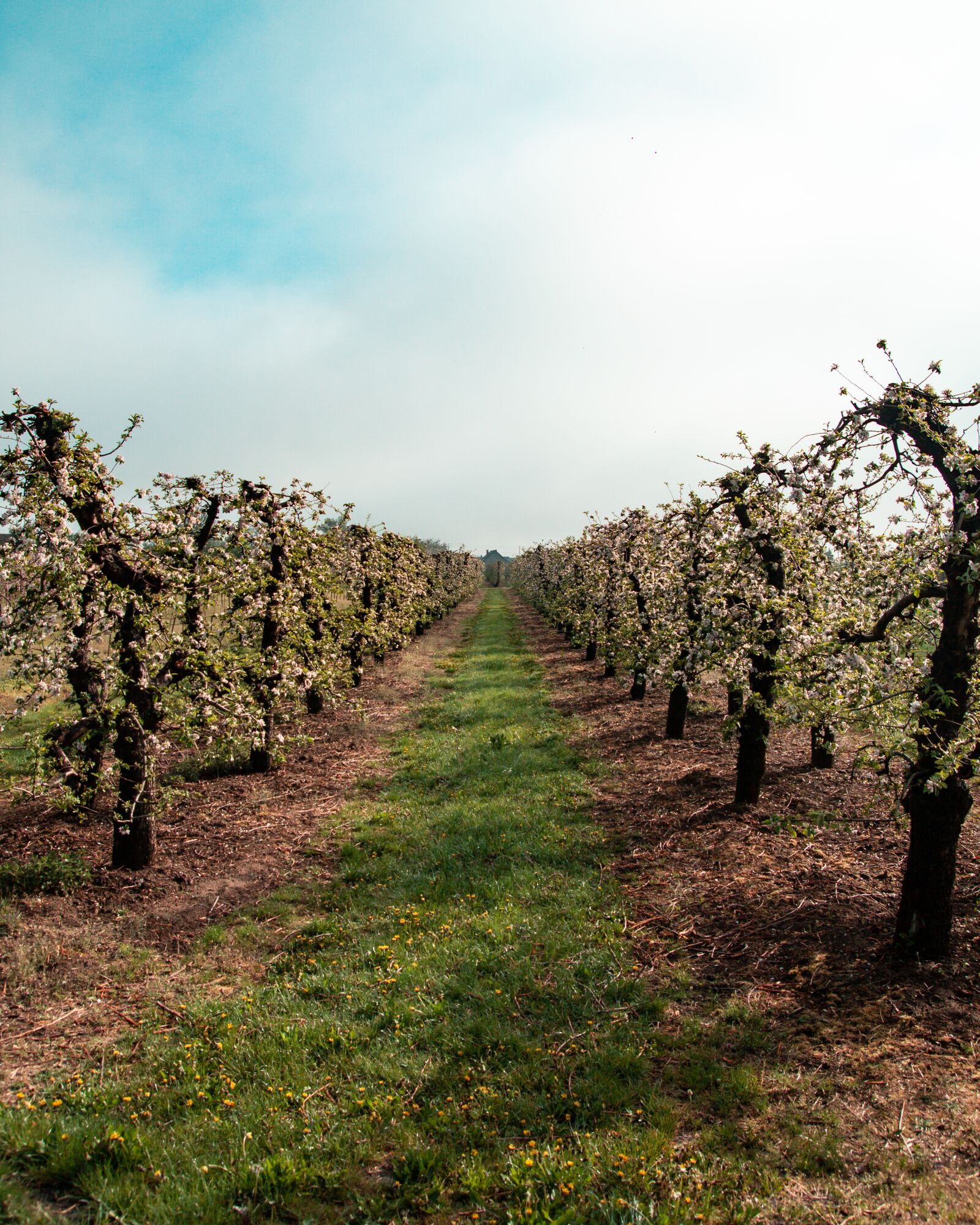 Tamron SP AF 17-50mm F2.8 XR Di II LD Aspherical (IF) sample photo. Sad, tree, apple trees photography