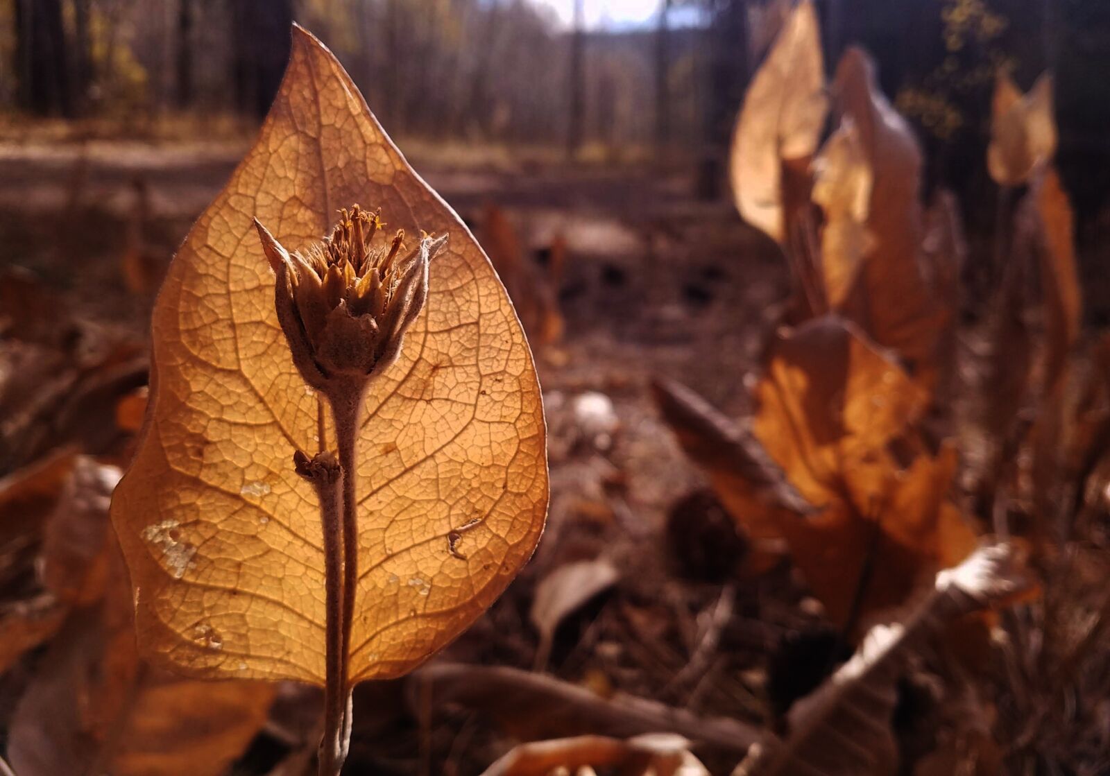 Samsung Galaxy S7 sample photo. Fall, plant, nature photography