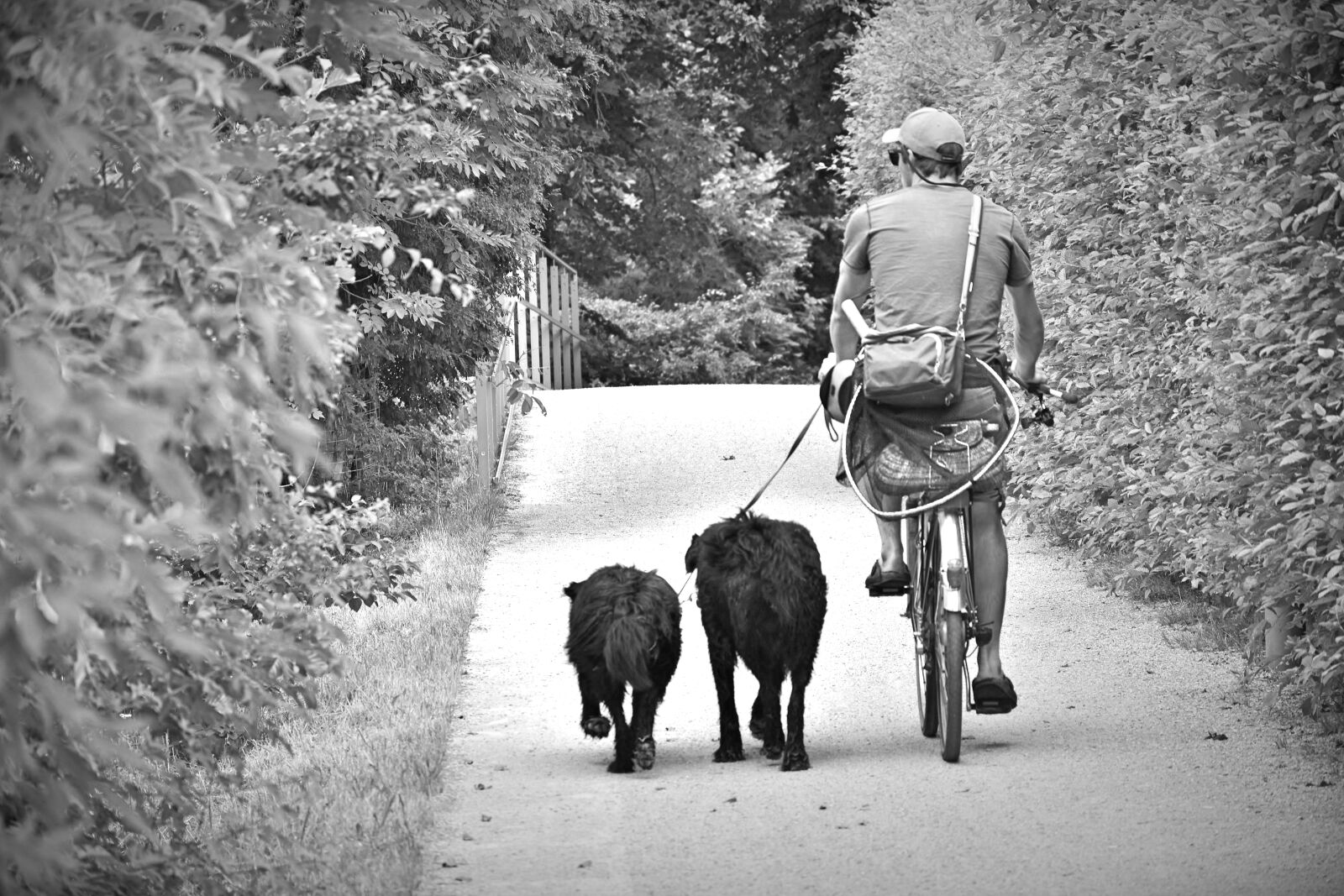 Nikon D7200 sample photo. Cyclists, man, dogs photography