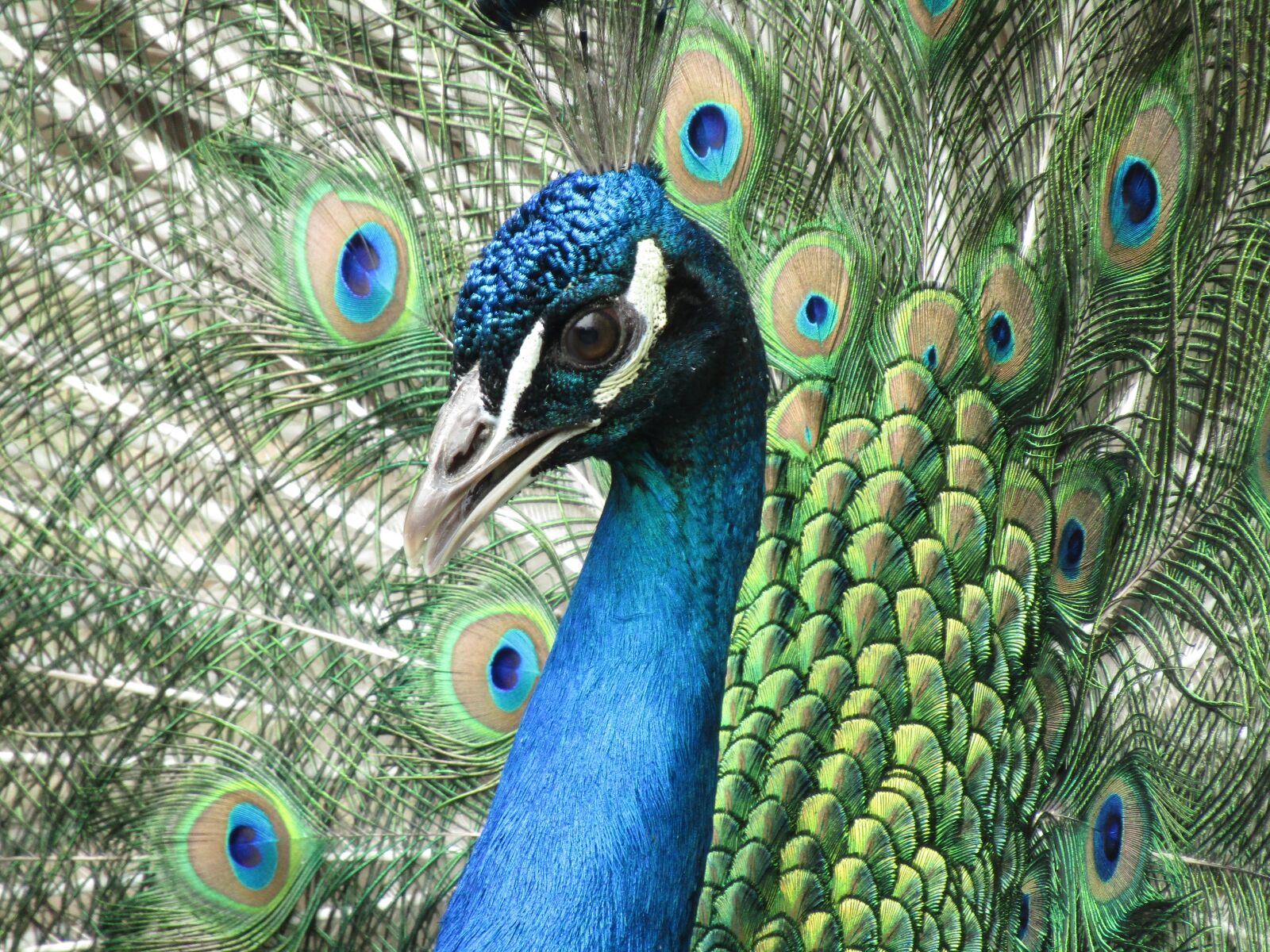 Canon PowerShot SX410 IS sample photo. Peacock, bird, feather photography