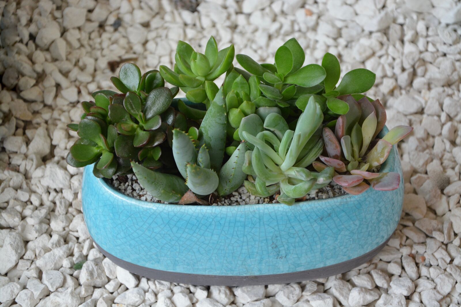 Nikon D5200 sample photo. Composition succulent plant, cactus photography