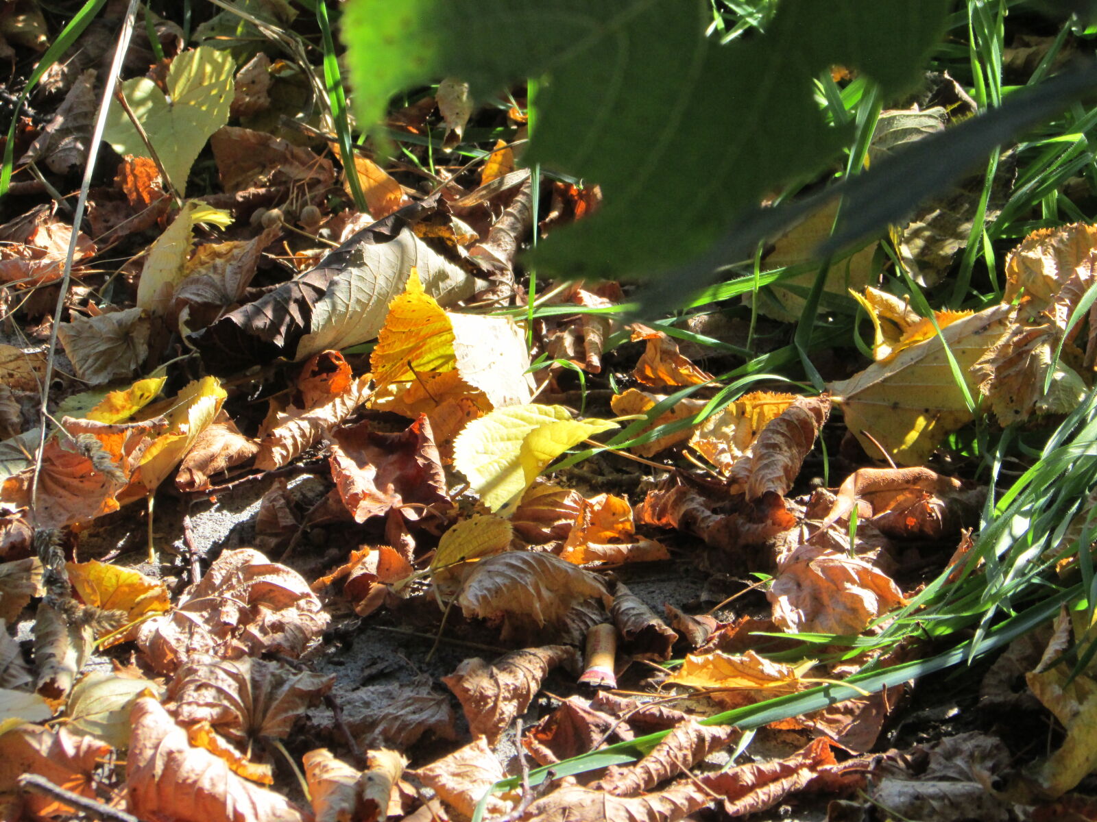Canon PowerShot SX500 IS sample photo