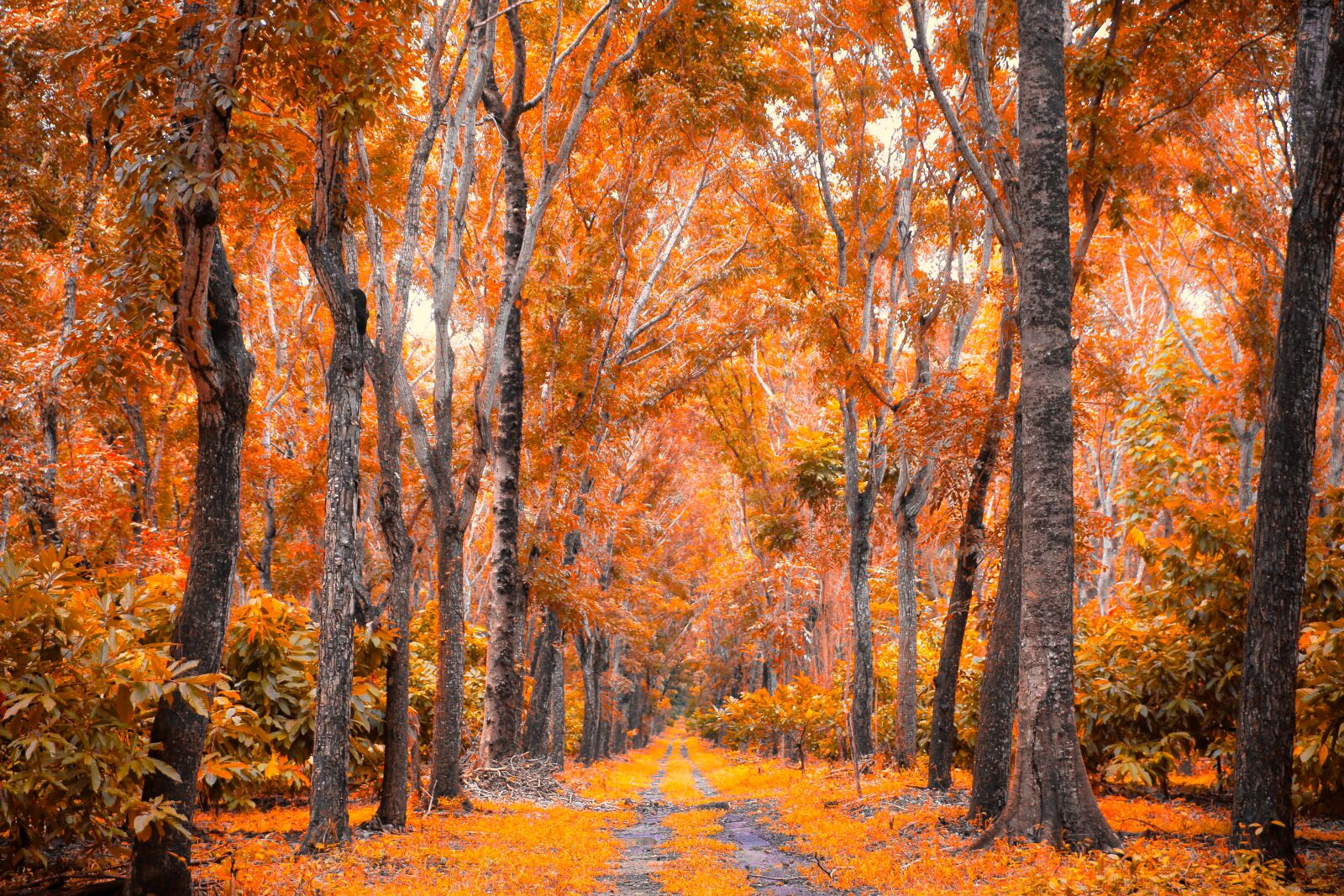 Canon EOS 5D Mark III sample photo. Cedar, forest, nature photography