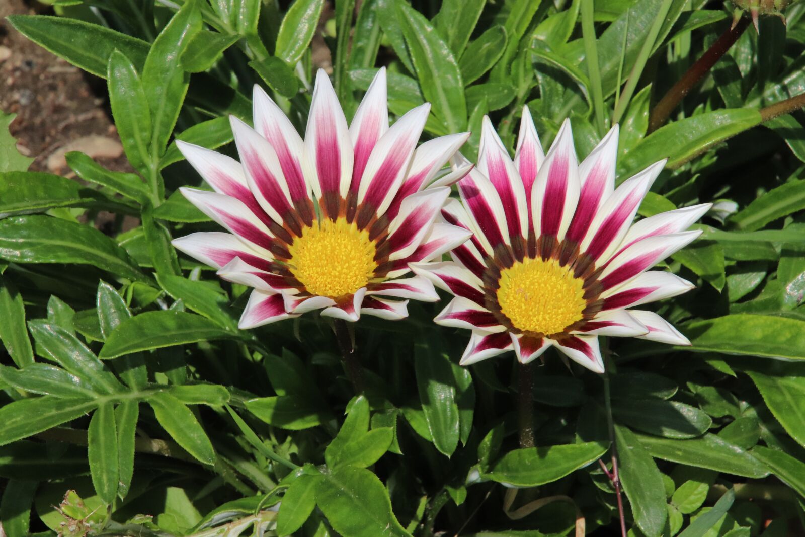 Canon EOS 800D (EOS Rebel T7i / EOS Kiss X9i) sample photo. Gazania, flowers, plants photography