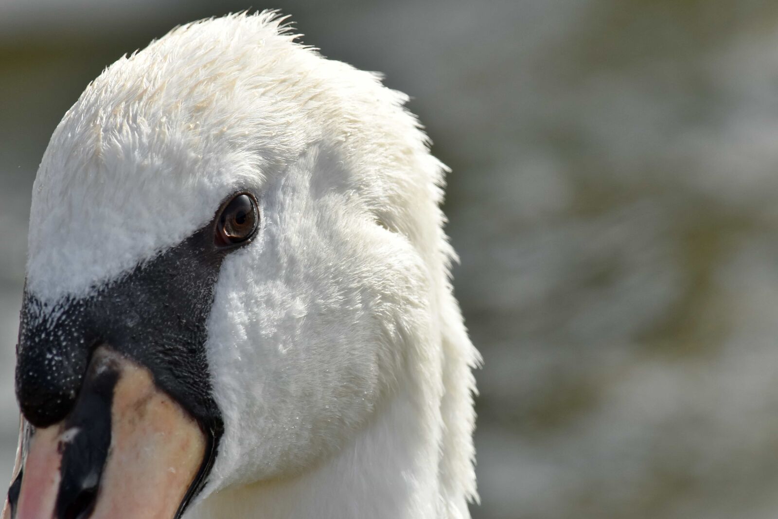 Nikon D5500 sample photo. Beak, eye, eyeball, head photography