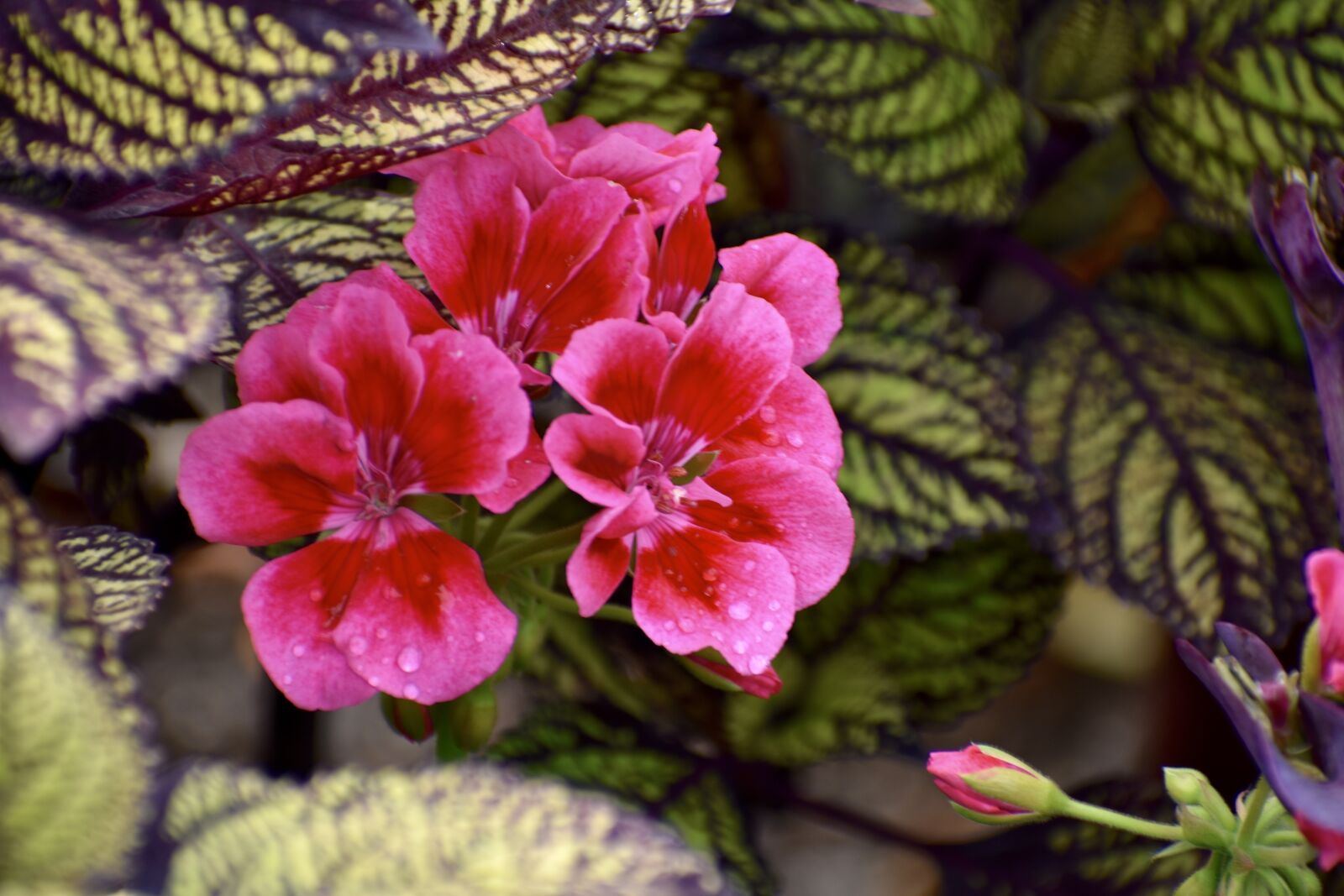 Nikon D3400 sample photo. Geranium, pink, flowers photography