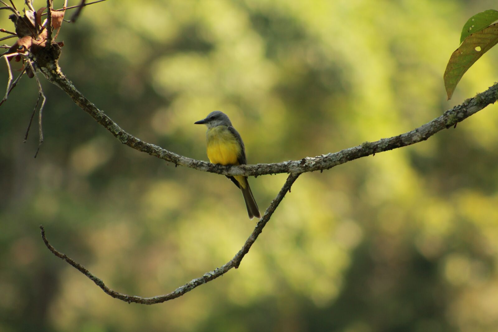 Canon EOS 550D (EOS Rebel T2i / EOS Kiss X4) sample photo. Birds, animals, plumage photography